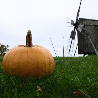 Windmill and pumpkin in Oland, Swedish Island