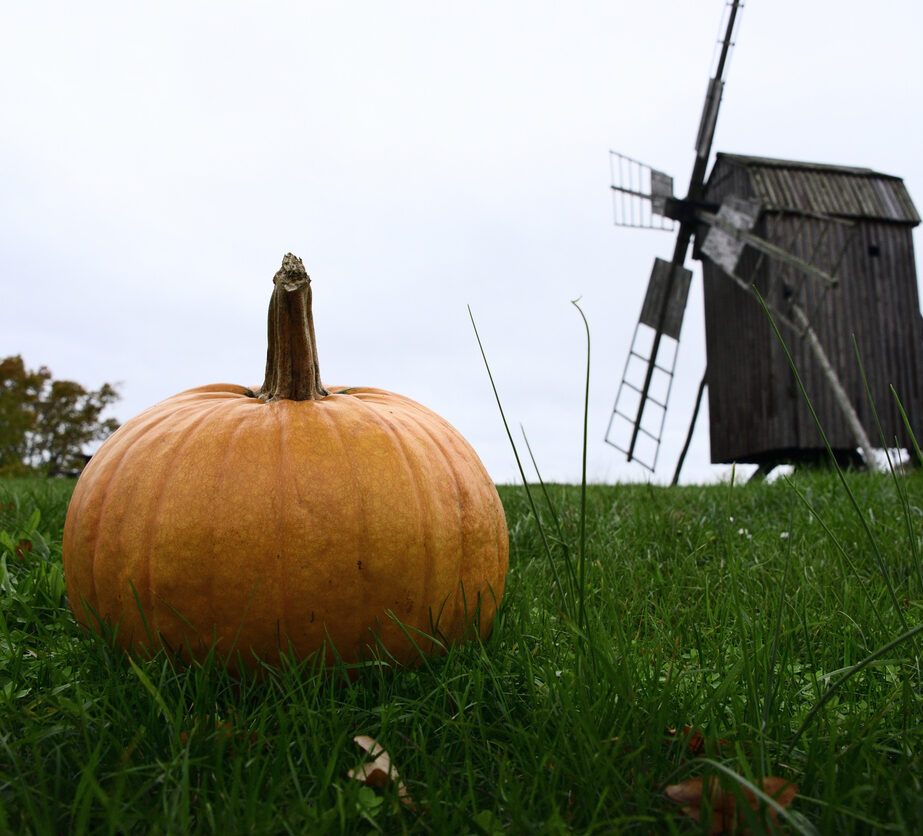 Windmill and pumpkin in Oland, Swedish Island