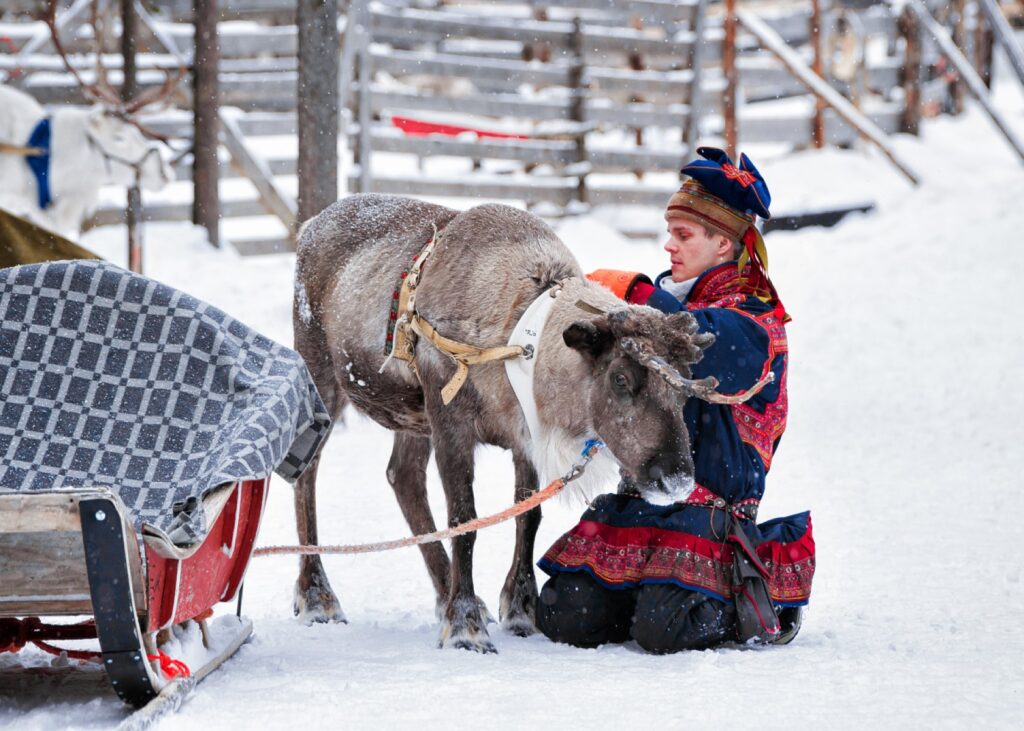 Scandinavian reindeer