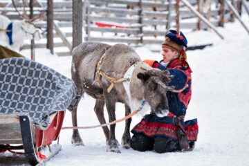 Scandinavian reindeer