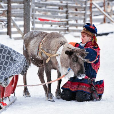 Reindeer