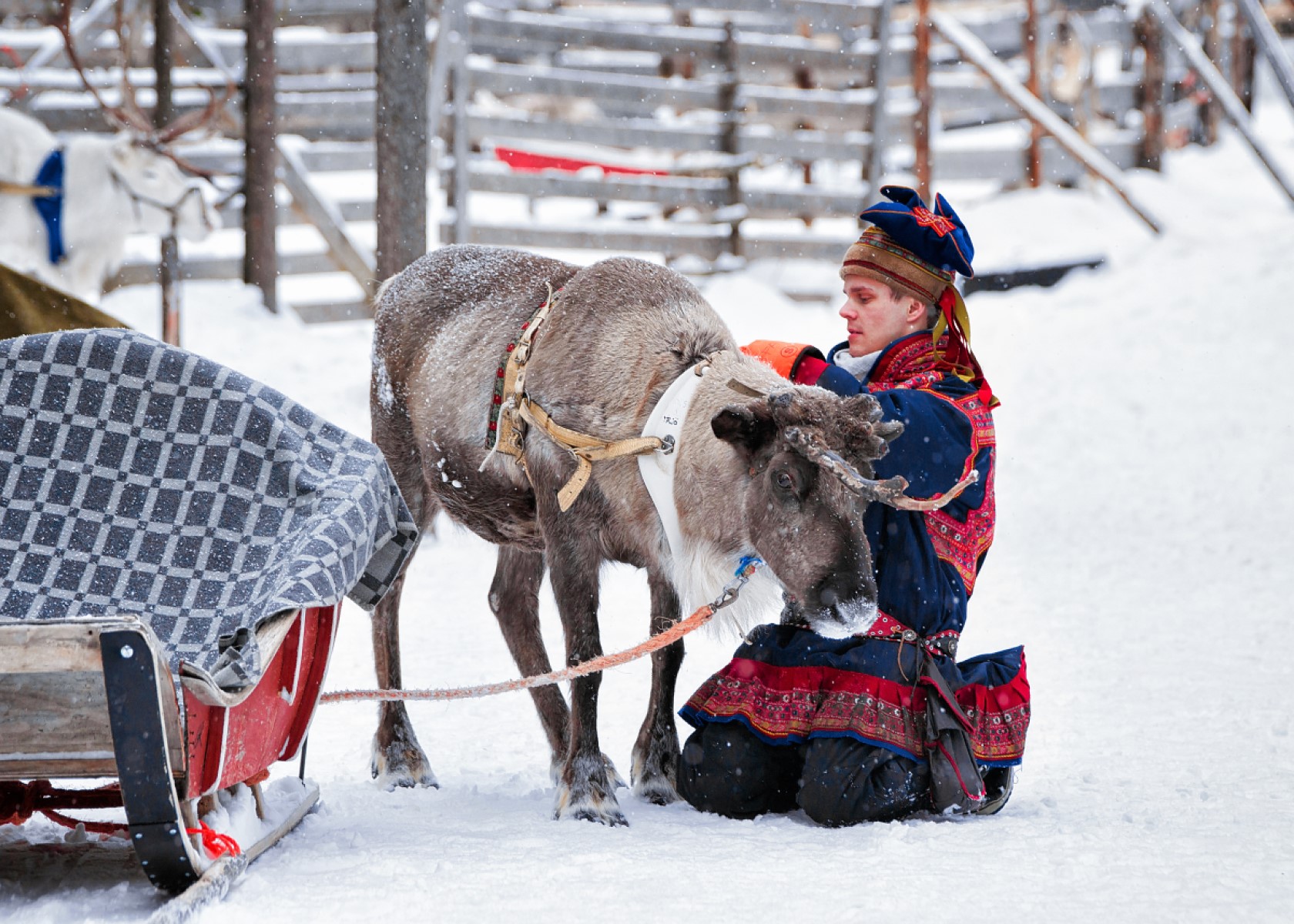 Reindeer